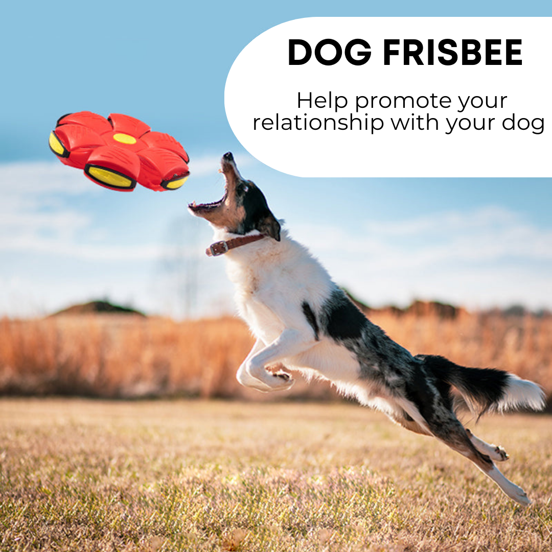 Benson Barks ™ Dog Frisbee